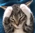 catmindcontrol