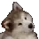 dog1