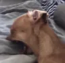 Dog_Pain