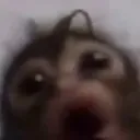 doodee