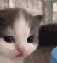 catstare