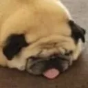 dog4