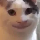 c_cat_UmU