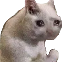 catwhy catwhy