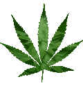 marijuana