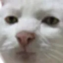 Catofweirdness Discord Emoji