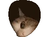 cathole