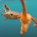 crab_PUNCH