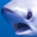 LEGASP