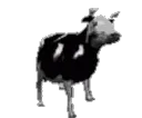 PolishCow