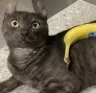 bananavin