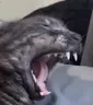 Screamvin Screamvin