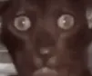 Xat Xat