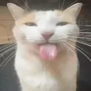 bleh
