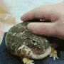 PetFrogge Discord Emoji