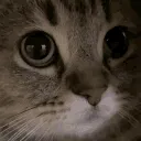 meow meow