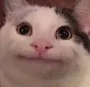 catty catty