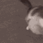 kisskittymeowmeow Discord Emoji