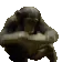 Monke