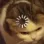 catbuffering Discord Emoji