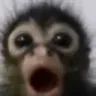 monkipog