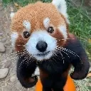 AngryPanda
