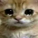 cat_cry