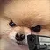 doggogun