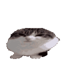 wawacatfast13