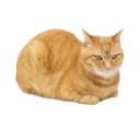 THE_Cope_Loaf