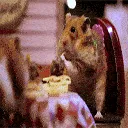 hamster