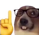 dogNerd