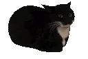 happycatspin