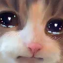 Crycat crycat Discord Emoji