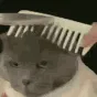 catfaded