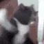 catSmash catSmash