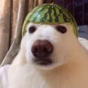 doggo_melon