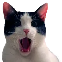 cat_6 Discord Emoji