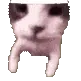 catkiss