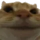 kat