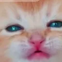 Crycat crycat Discord Emoji