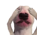 Blind