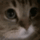 meow Discord Emoji
