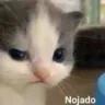enoja