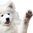 dogwave