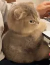 Cat_glare