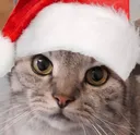 todayischristmas todayischristmas