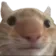 catstare3