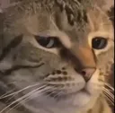 cat_sideeye_cc cat_sideeye_cc