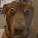 UH